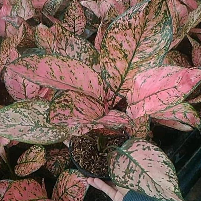 tanaman hias aglonema lady Valentine - aglaonema lady Valentine