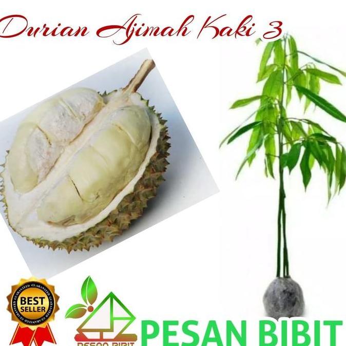BIBIT DURIAN AJIMAH KAKI 3 SUPER