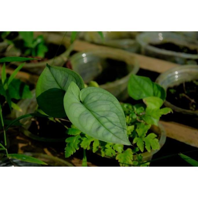 Tanaman Scindapsus Lucens