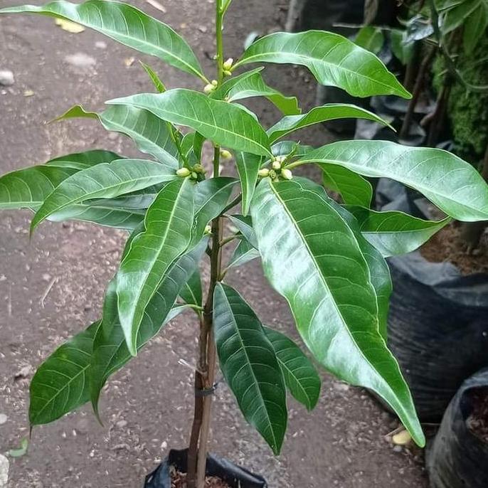 bibit Tanaman sawo abiu jumbo Australia berbunga siap berbuah