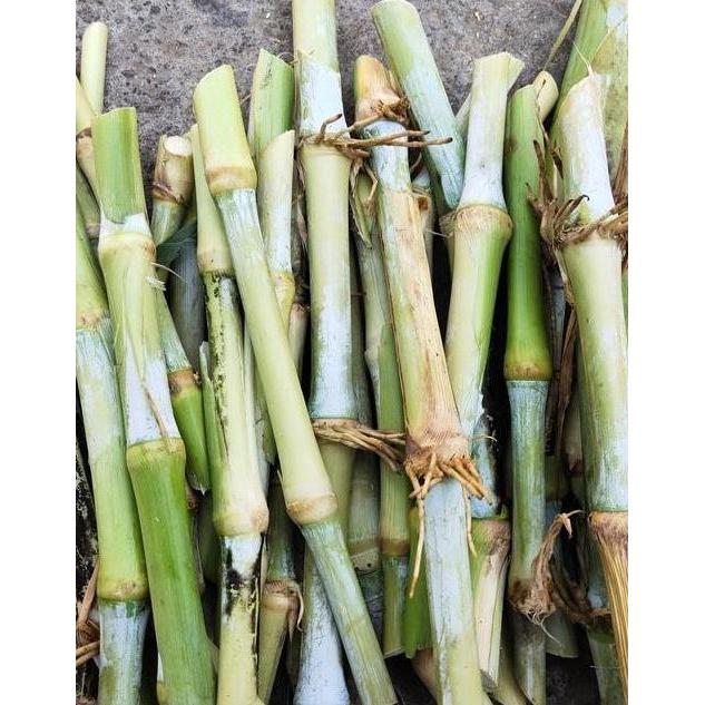 Promo Bibit Rumput Biovitas Bb Biogen 1Kg Bonus Benih Indigofera Cod