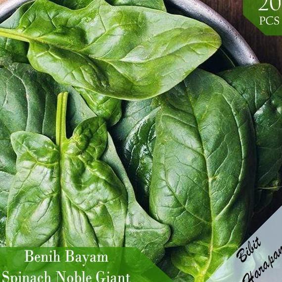 Promo Bibit Benih Biji Sayur Bayam Jepang Spinach Noble Giant Sayuran Import Cod