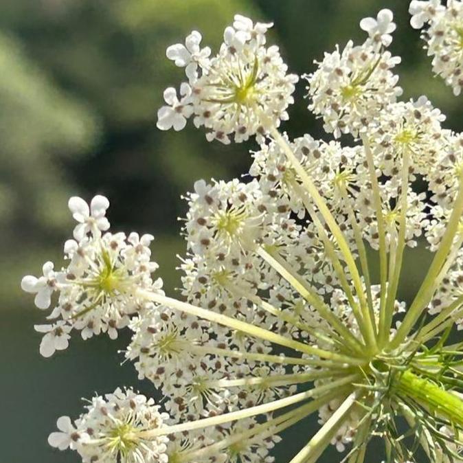 Biji Benih Bibit Seeds Herbal Bunga Anise Adas Manis Edible Flower 100 biji