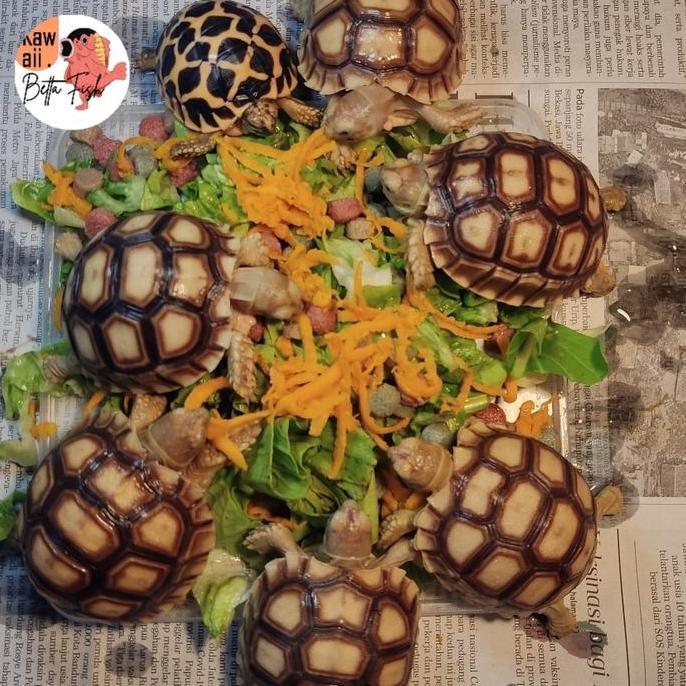 Sulcata kura kura darat Size 7cm up