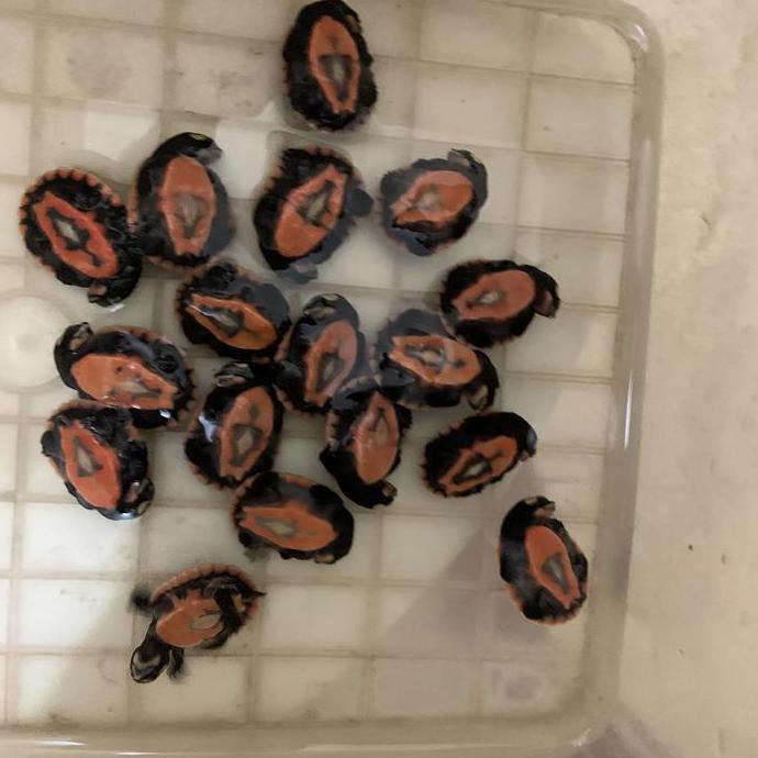 Hiasan aquarium dada merah damer kura kura air