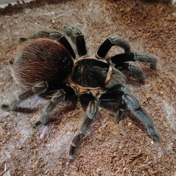 Tarantula Brachypelma Vagans Betina Female Garansi