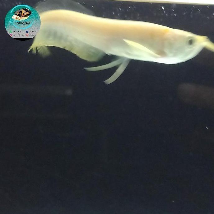 arwana silver albino / silbino