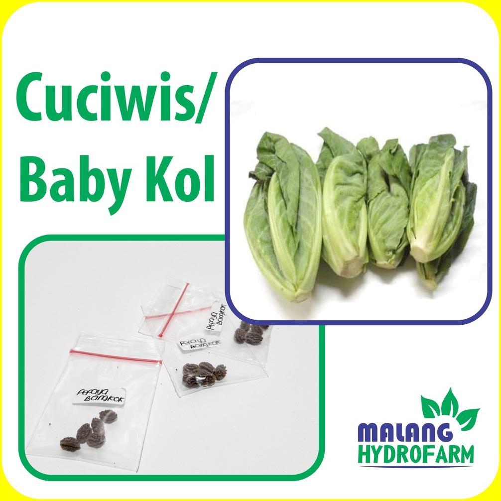 Benih Cuciwis / Baby Kol Unggulan berkualitas bayi biji bunga kubis bibit hydroponik hidroponik sayu