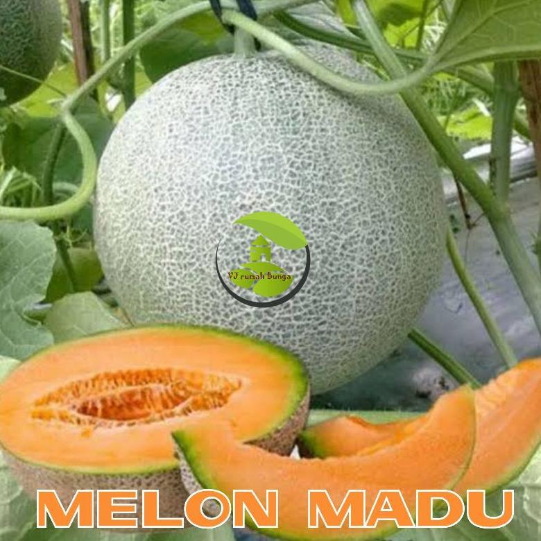 7 Butir - Benih Buah Melon Madu F1 Tahan Hama Bibit Buah Melon Orange Madu