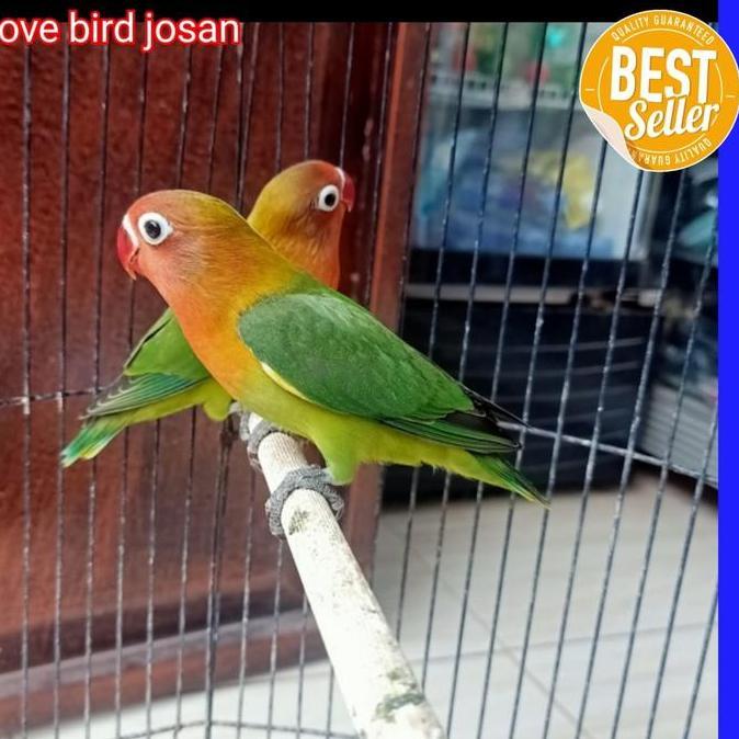KHUSUS GO-JEK burung lovebird ijo standar josan murah