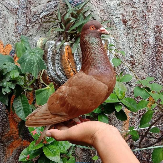 Cod,Bisa- Burung Dara Burung Merpati Hidup Jantan Dewasa Super Top Grade
