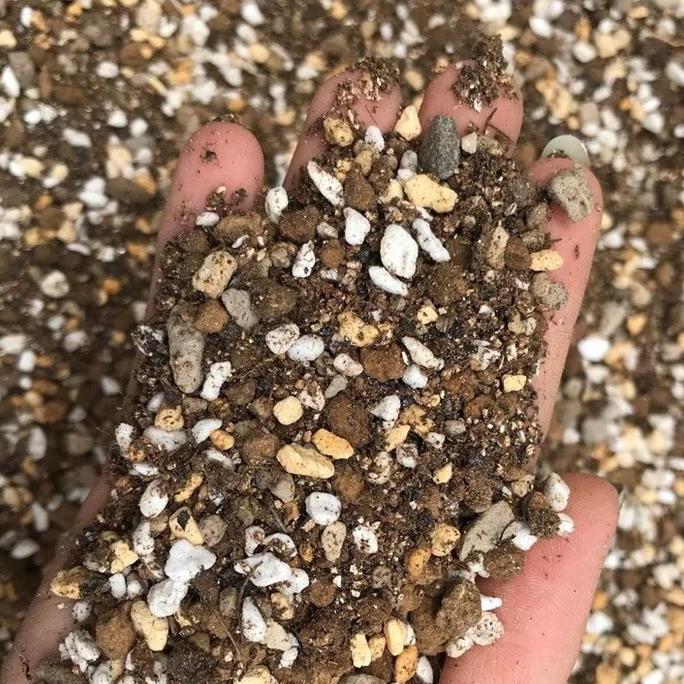 Media Tanam Premium Kaktus Sukulen Lithops