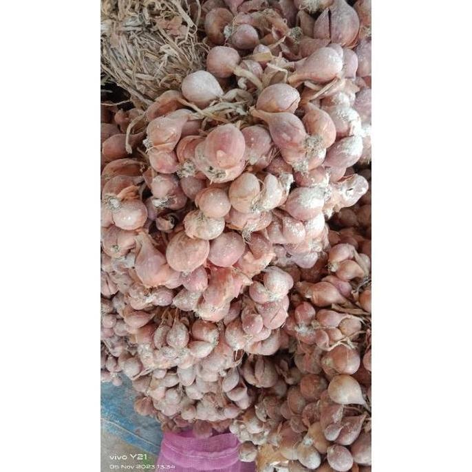 Bibit Bawang Merah NGANJUK 1 KG ( Bibit ukuran kecil)