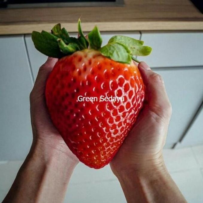 Bibit Pohon Buah Stroberi Jumbo Super Manis DDDD TAMBULAPOT