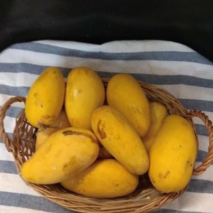 POHON Bibit Mangga Chokanan Buah Mangga Kuning Pohon Mangga Chokanan TAMBULAPOT