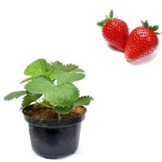 TANAMAN POHON BUAH STRAWBERRY/STROBERI PLUS POT /BIBIT UNGGUL STRAWBERRY PLUS POT