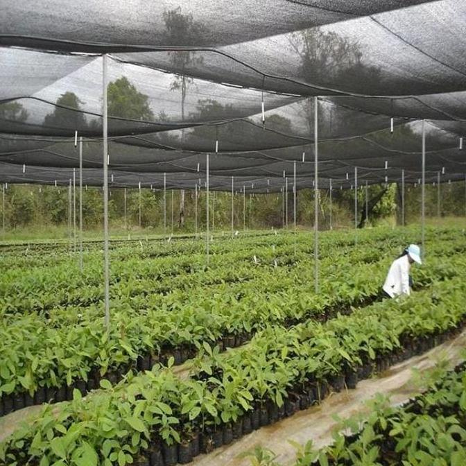 Paranet 75% ( 1 ROLL ) LEBAR 3 METER - Jaring Paranet Anti UV