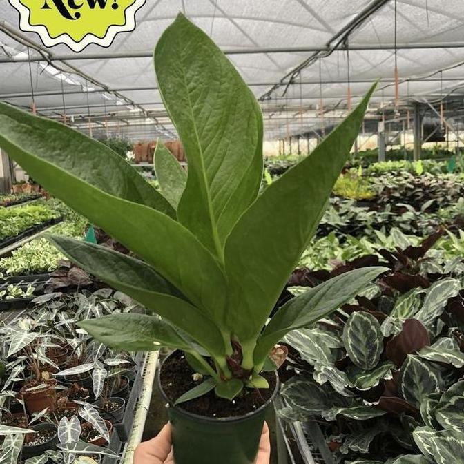 tanaman hias anthurium jemani cobra besar