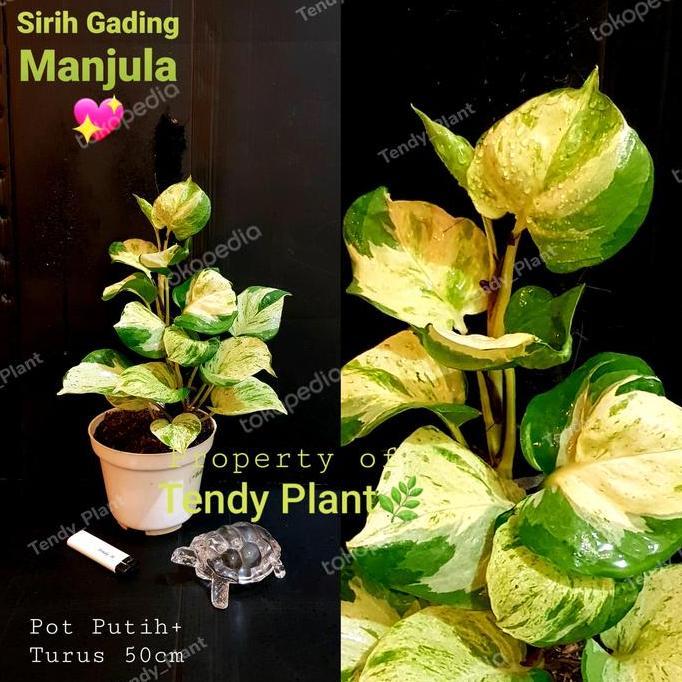 Sirih gading Manjula ,Pothos Manjula, Sirih Keong. Daun Putih lengkap pot+media tanam, siap pajang.