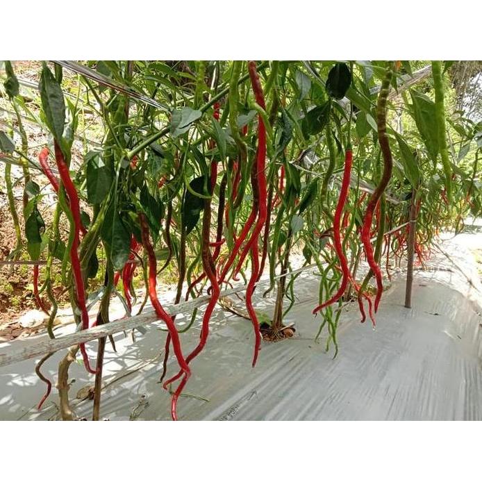 Ready Benih Bibit Biji - Cabai Thunder Mountain Longhorn Pepper Seeds (Cabe Terpanjang di Dunia) Pep