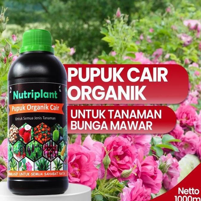 Pupuk Mawar | Pupuk Organik Cair Bunga Mawar | Pupuk Bunga