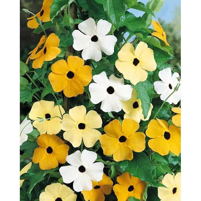 Ready Benih Bibit Biji - Bunga Thunbergia Black Eyed Susan Alata Mix Flower Seeds - IMPORT