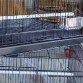 Kandang Kotak Besi 60*40*40 Kandang Ternak Burung Kandang Suger Glider Burung Merk Dragon Besi Tebal