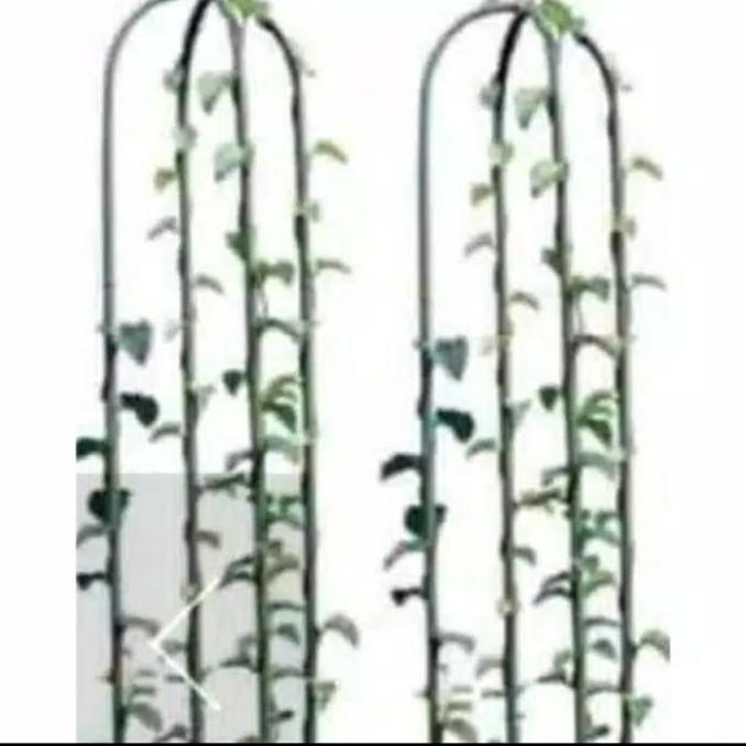 Ajir lengkung 11x150cm