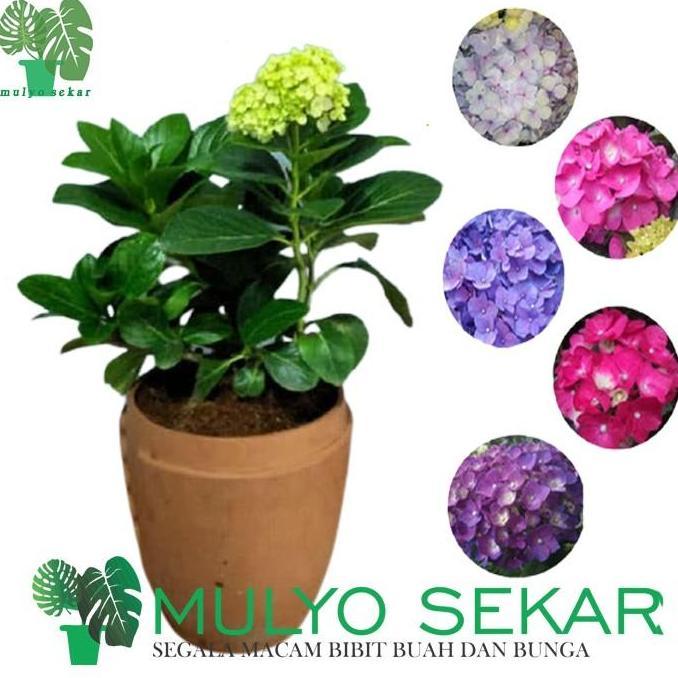 Tanaman Pancawarna Berbunga Hortensia holland sudah berbunga
