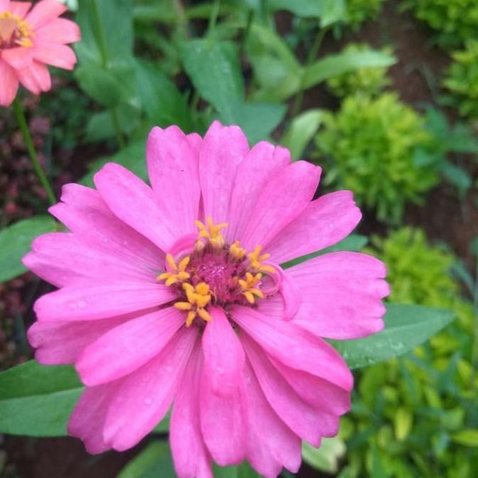 tanaman hias-bunga zinnia-bunga kertas