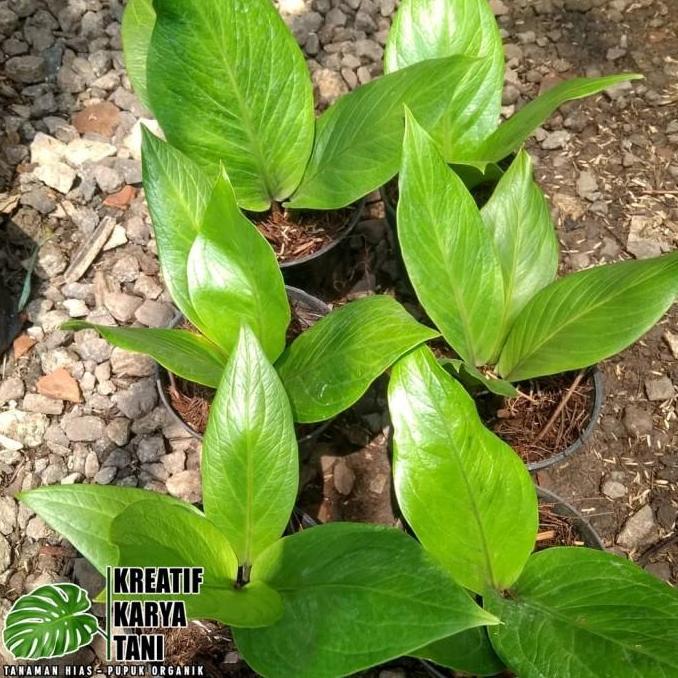 Tanaman hias anthurium jemani cobra catalog - Jemani kobra katalog