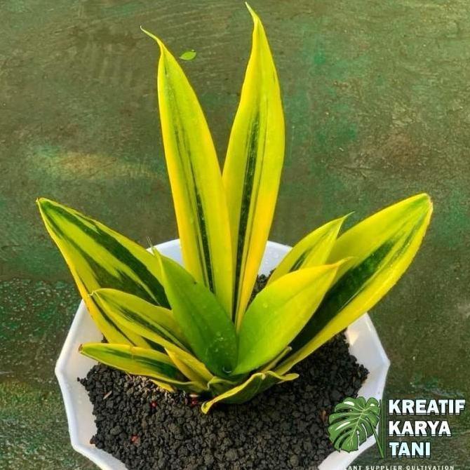 Tanaman hias sansivera gold flame - Sansivera golden flame - sansivera
