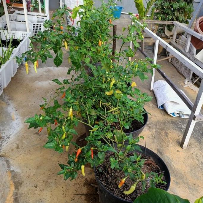 bibit tanaman pohon cengek, gojek/grab only, bibit cengek domba