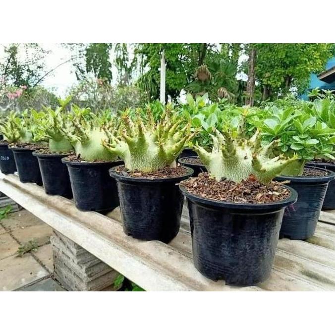 Benih Biji Bibit Adenium Arabikum Hibrid Godji Nomsod Thaisoco Somalen