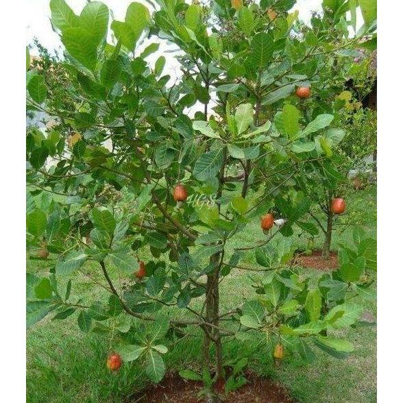 COD Bibit Tanaman Buah Jambu Monyet Jambu Mete Okulasi cepat berbuah kualitas premium