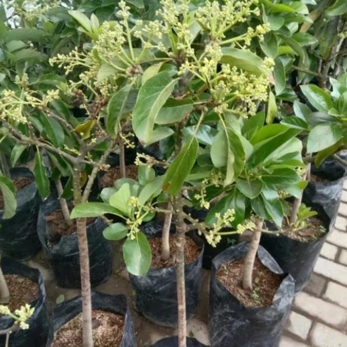 bibit tanaman buah alpukat kondisi berbunga (jenis aligator dan kelud) kualitas premium
