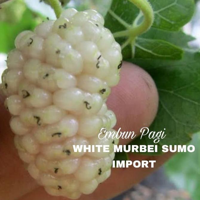 Bibit Pohon Buah Murbei Sumo Putih kualitas premium