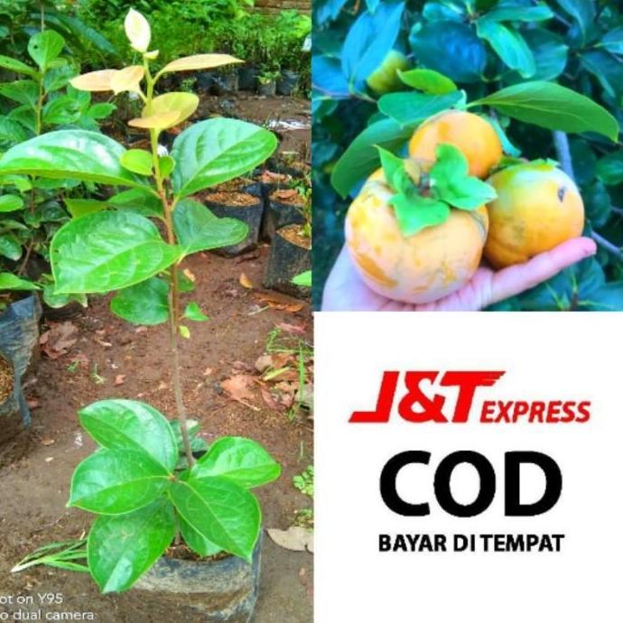 TERLARRIIIISSS Bibit tanaman buah Kesemek Lokal Hasil Cangkok super kualitas premium