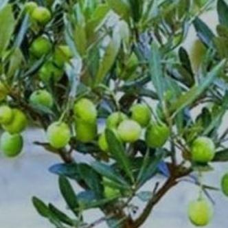 POHON Bibit Tanaman Hias Buah Zaitun| Buah Zaitun|Bibit Buah SIAP BERBUAH kualitas premium