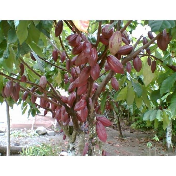 Biji Benih Bibit Tanaman Buah Kakao Coklat Hibrida /10 Biji JBT1 kualitas premium