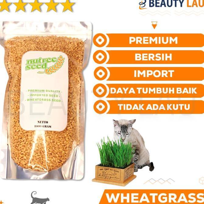 GROSIR BENIH WHEATGRASS 1KG BIBIT RUMPUT GANDUM KUCING MICROGREEN SEED