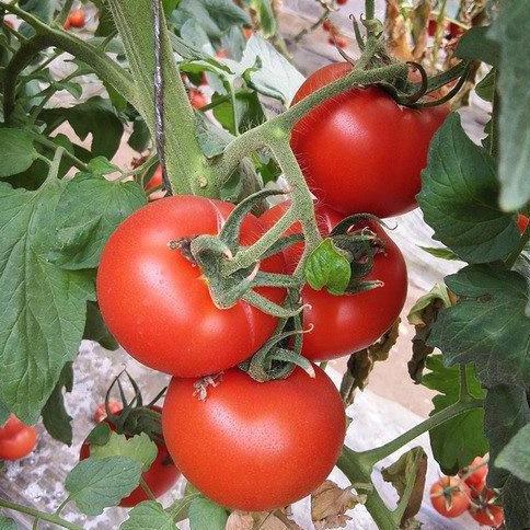 Benih Bibit Biji - Tomat Apel Merah Ukuran Besar Seeds