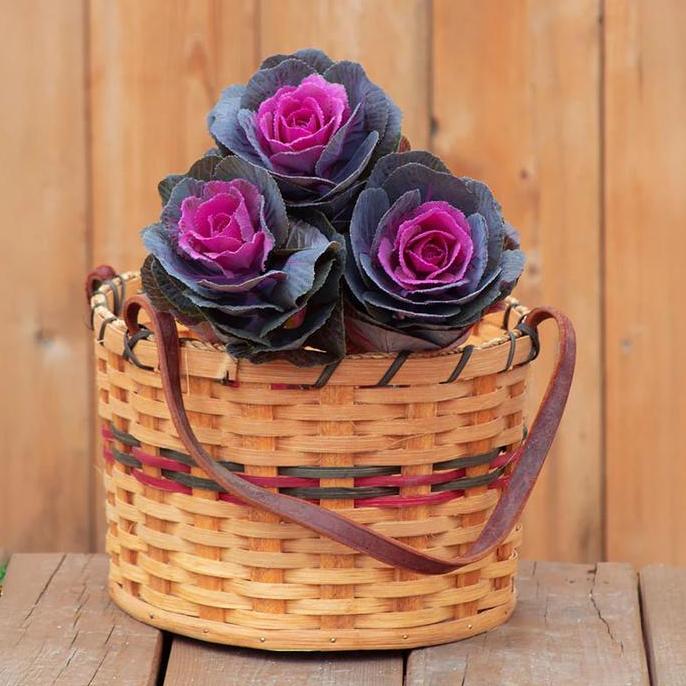 Benih Bibit Biji - Flowering Kale Crane Rose F1 Kale Ornamental Seeds - IMPORT - Kale Ornamental Can