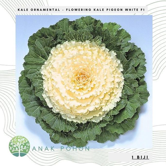 Benih Bibit Biji - Flowering Kale Pigeon White F1 Kale Ornamental Seeds - IMPORT