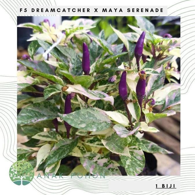 Benih Bibit Biji - Cabai F5 Dreamcatcher x Maya Serenade Cabe Pelangi Rainbow Daun Varigata Pepper S