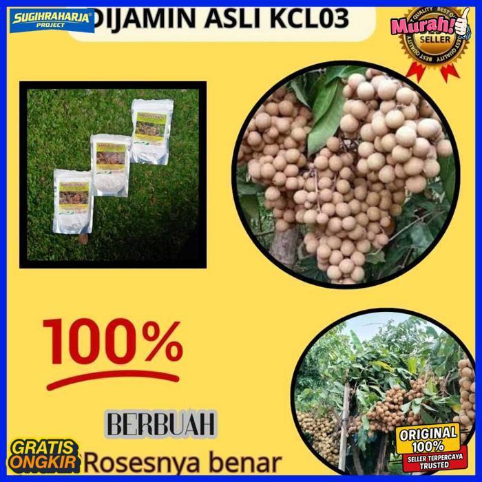 Booster Klengkeng Nusantara,Booster Klengkeng Kclo3,Booster Klengkeng Murni