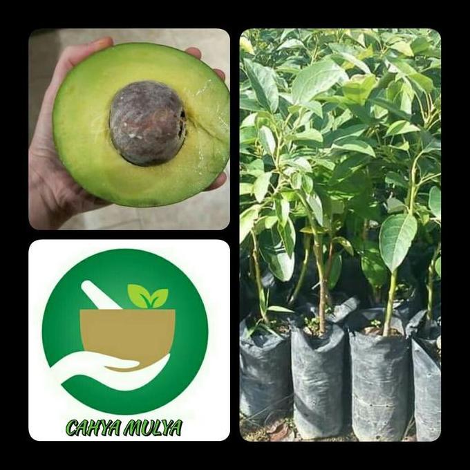 bibit pohon buah alpukat jumbo florida- tabulampot alpukat florida Terbaik