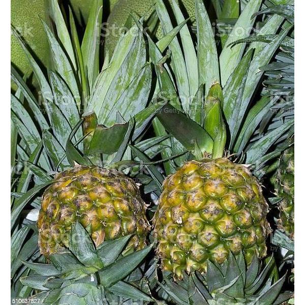 Bibit Tanaman Buah Nanas Madu Thailand Super Unggul Terbaik