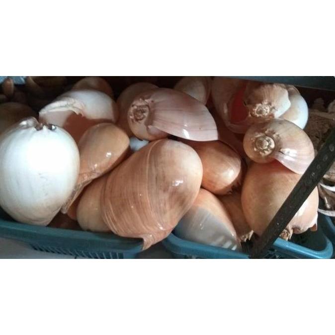 >*>*>*>*] cangkang kerang binga super jumbo