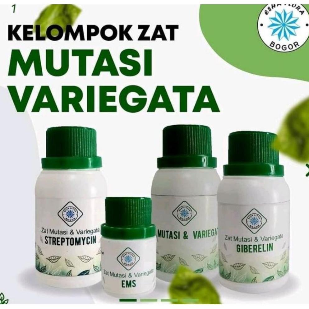 Hormon Mutasi Variegata Esha Flora Konsentrat Premium